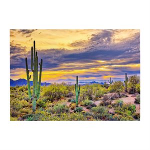 Saguaro Sunset