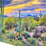 Saguaro Sunset