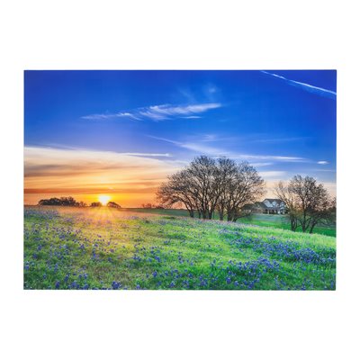 Bluebonnets