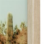 Saguaro