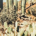 Saguaro